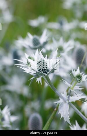 Eryngium giganteum 'Silver Ghost'. Close up of sea-holly fleur. Banque D'Images