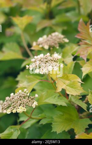 Têtes de fleurs d'opulus de Viburnum au printemps. Banque D'Images