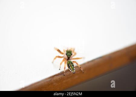 Petite araignée de saut, communément connue sous le nom d'araignée de saut émeraude, Paraphidippus aurantius. Banque D'Images