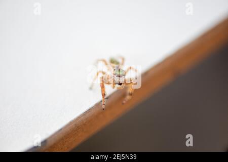 Petite araignée de saut, communément connue sous le nom d'araignée de saut émeraude, Paraphidippus aurantius. Banque D'Images