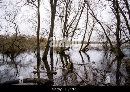 Arbres tombés dans le réservoir de Daventry Country Park Banque D'Images