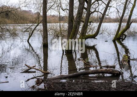 Arbres tombés dans le réservoir de Daventry Country Park Banque D'Images