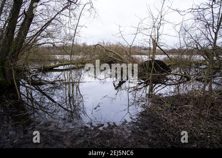 Arbres tombés dans le réservoir de Daventry Country Park Banque D'Images