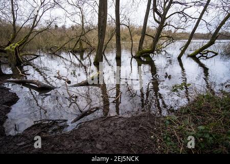 Arbres tombés dans le réservoir de Daventry Country Park Banque D'Images