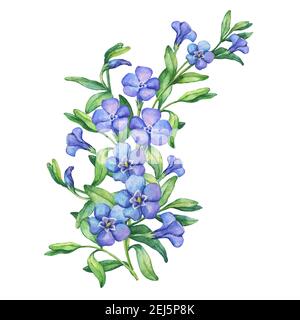 Periwinkle. Illustration de la composition premier printemps fleurs sauvages - Vínca mínor. Aquarelle dessinée à la main sur fond blanc. Banque D'Images
