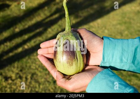 Femelle tenant Brinjals également connu sous le nom d'aubergine ou d'aubergine ian légumes. Vert clair ombré avec un motif violet ou violet. Banque D'Images