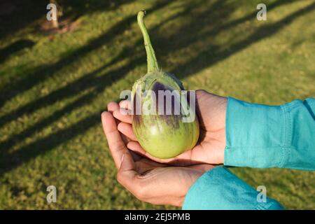 Femelle tenant Brinjals également connu sous le nom d'aubergine ou d'aubergine ian légumes. Vert clair ombré avec un motif violet ou violet. Banque D'Images