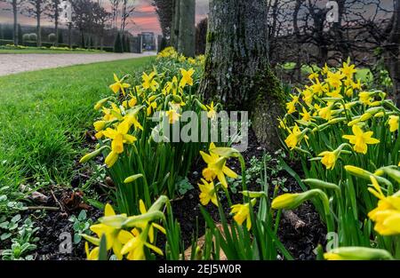 Jonquilles, une avenue de jonquilles en fleur à l'hôpital Royal Kilmainham à Dublin, en Irlande. Banque D'Images