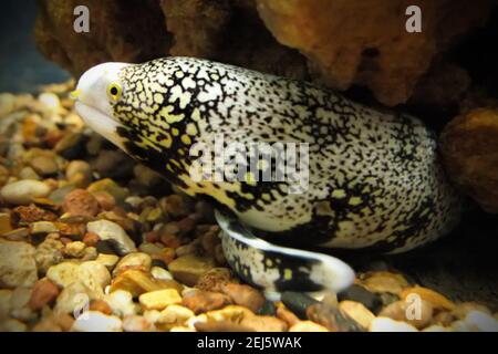 Flocon de neige Moray dans l'aquarium. Echidna nebulosa, gros plan. Banque D'Images