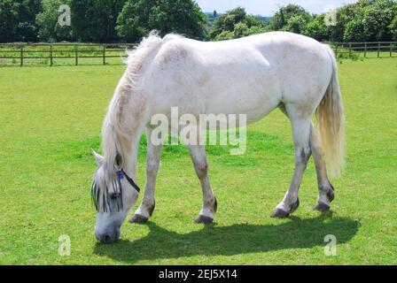 Cheval gris dans la zone, dans le Suffolk. Angleterre, Royaume-Uni Banque D'Images