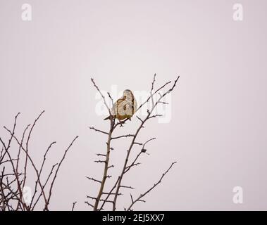 Maison de femme finch (Haemorhous mexicanus) se trouve sur les branches supérieures d'un buisson hiverné Banque D'Images