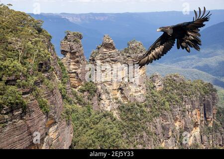 Aigle à queue biseautée avec formations rocheuses Three Sisters en arrière-plan Banque D'Images