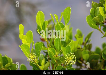 Plante de mangrove de rivière en fleur Banque D'Images