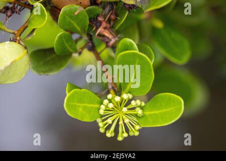 Plante de mangrove de rivière en fleur Banque D'Images