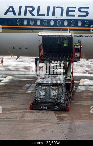 Un chargeur ULD soulevant un dispositif de charge unitaire (ULD) de Un tablier s'étend jusqu'à une baie de fret d'avions d'un Singapour Compagnie aérienne à l'aéroport Changi de Singapour