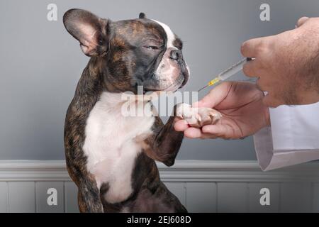 Médecin vétérinaire avant d'injecter un vaccin antiparasite au chien boston terrier avec portrait de seringue Banque D'Images