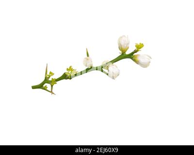 Branche de l'oranger trifolié avec des fleurs blanches parfumées et des feuilles isolées sur blanc. Fleur de printemps. Plante à fleurs Poncirus trifoliata. Banque D'Images