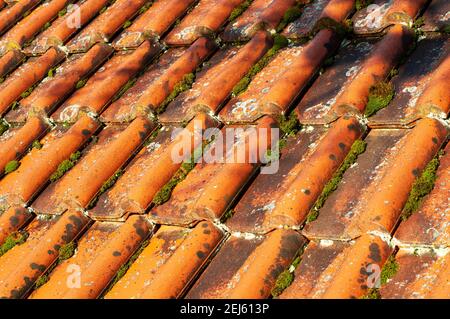 gros plan de tuiles en céramique cultivées avec des lichens et de la mousse Banque D'Images