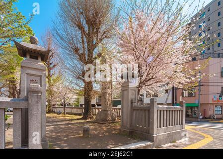 tokyo, japon - avril 06 2020 : lanternes de piliers de pierre à l'entrée du sanctuaire Hiratsuka, surplombées par les cerisiers en fleurs roses du Kami Banque D'Images