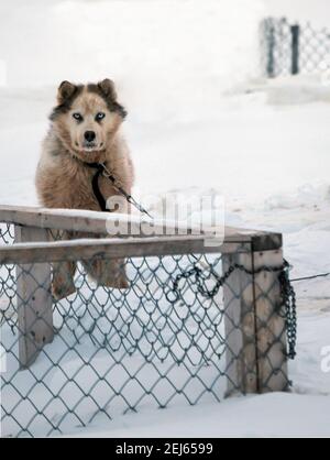 Chien husky blanc aux yeux bleus, chainé à l'extérieur dans la neige en hiver, Tuktoyaktuk, Territoires du Nord-Ouest, l'ouest de l'Arctique canadien. Banque D'Images