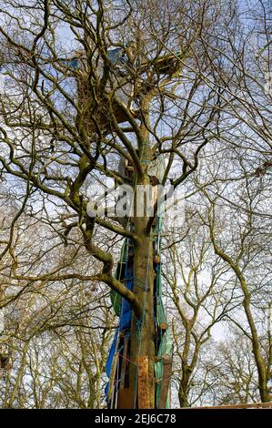 Steeple Claydon, Buckinghamshire, Royaume-Uni. 21 février 2021. Les militants anti HS2 et les militants écologistes vivent dans Poor's Piece Wood pour tenter de le sauver des tronçonneuses HS2. Il y a eu une activité accrue dans le complexe HS2 voisin et les huissiers HS2 devraient expulser le camp dans un avenir proche. Le controversé High Speed Rail 2 de Londres à Birmingham est en train de sculpter une énorme cicatrice à travers le magnifique comté de Buckinghamshire et de mettre de nombreux sites de faune en danger. Crédit : Maureen McLean/Alay Banque D'Images