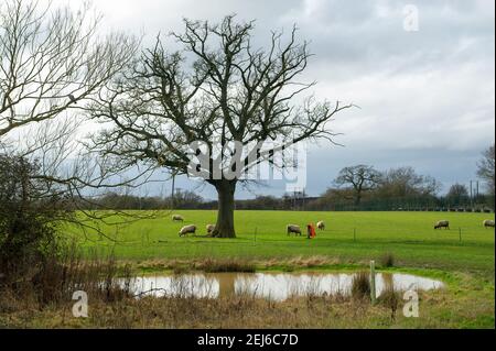 Steeple Claydon, Buckinghamshire, Royaume-Uni. 21 février 2021. Les militants anti HS2 et les militants écologistes vivent dans Poor's Piece Wood pour tenter de le sauver des tronçonneuses HS2. Il y a eu une activité accrue dans le complexe HS2 voisin et les huissiers HS2 devraient expulser le camp dans un avenir proche. Le controversé High Speed Rail 2 de Londres à Birmingham est en train de sculpter une énorme cicatrice à travers le magnifique comté de Buckinghamshire et de mettre de nombreux sites de faune en danger. Crédit : Maureen McLean/Alay Banque D'Images