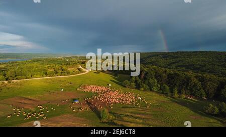 Photo aérienne d'un beau paysage avec des moutons de pâturage dedans Ardennes Banque D'Images