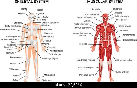 Graphique anatomique des systèmes musculosquelettiques et musculaires affiche complète du guide éducatif affichage de la figure humaine à partir de l'illustration vectorielle avant Illustration de Vecteur