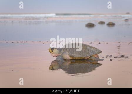 Tortues nichant au lever du soleil à la plage d'Ostional au Costa Rica Banque D'Images