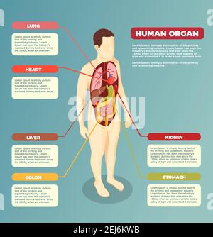 Anatomie du corps humain avec organes internes affiche médicale avec description des informations de texte illustration vectorielle isométrique Illustration de Vecteur