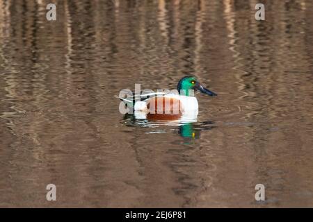 Le drake of Northern Shoveler (Anas clypeata) dans la réserve naturelle de Galveston Banque D'Images