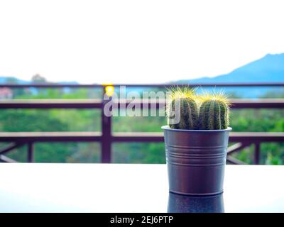 Plante de cactus verte en pot de zinc sur table sur fond de vue de montagne avec espace de copie. Banque D'Images