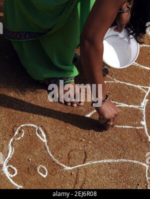 Une femme hindoue indienne dessine des rangoli pendant le festival de récolte pongal or makar sankranti Banque D'Images