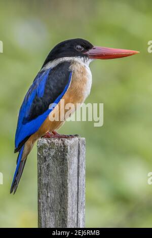 Le profil latéral de kingfisher Halcyon pileata à capuchon noir perche sur un bois pôle Banque D'Images