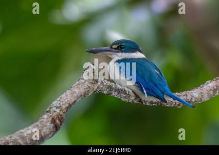 Le kingfisher à collier, Todiramphus chloris, est assis sur une branche Banque D'Images