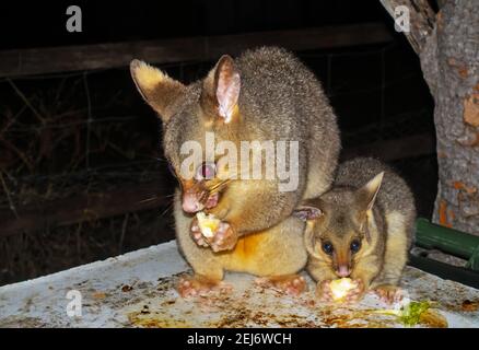 Possues de Brushtail communes, Trichosurus vulpecula, Banque D'Images