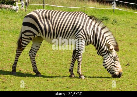 Zébra de montagne de Hartmann (Equus zébra hartmannae) Zébra de montagne de Hartmann, un seul adulte, paître sur l'herbe avec un vert naturel Banque D'Images