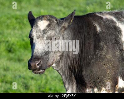 tête et épaules d'une vache noire, grise et blanche debout dans un champ sous le soleil du matin Banque D'Images