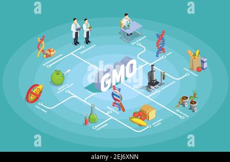 Organigramme isométrique des organismes génétiquement modifiés sur fond turquoise avec illustration de l'adn, de la recherche, des aliments biologiques, des ogm Illustration de Vecteur