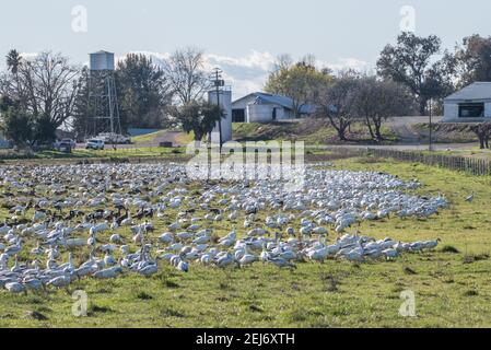 Un énorme troupeau d'oies des neiges (Anser caerulescens) qui broutage dans un champ en face d'une ferme dans le nord de la Californie. Banque D'Images