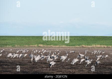 Un grand troupeau de grues à poncer migratrices (Antigone canadensis) qui broutent dans un champ vide de la réserve de la rivière Cosumnes, dans le nord de la Californie. Banque D'Images