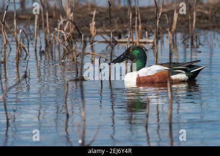 Un canard de la pelle (spatules clypeata) dans le marais de la réserve de la rivière Cosumnes, dans la vallée de Sacramento, en Californie. Banque D'Images