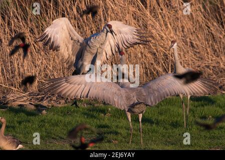 Grues à flanc de sable (Antigone canadensis) sautant et se battant mutuellement dans la réserve de Cosumnes River en Californie centrale. Banque D'Images