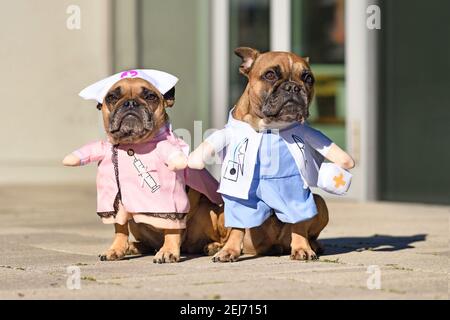 Paire de chiens de Bulldog français vêtus d'un médecin amusant et costume d'infirmière avec faux bras Banque D'Images