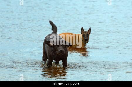 Labrador Retriever est debout dans l'eau. Le chien heureux est à l'extérieur. Banque D'Images