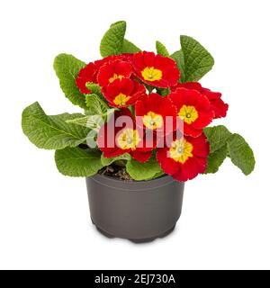 Primula Crescendo rouge vif, rouge primrose orné d'un coeur jaune vif sur fond blanc Banque D'Images