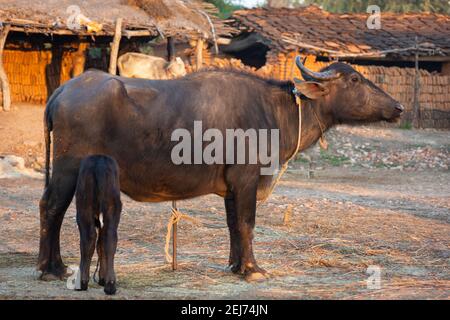 Bébé Buffalo boire du lait de mère Banque D'Images