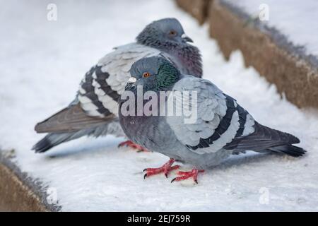 Gros plan de deux pigeons domestiques gris avec des pattes roses au sol recouvertes de neige blanche. Froid jour d'hiver dans la ville. Banque D'Images