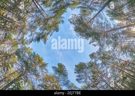 les couronnes des arbres de bas en haut Banque D'Images