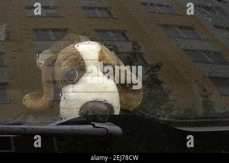 Chien jouet avec des oreilles couchées triste au sujet du propriétaire dans un jour pluvieux nuageux assis dans le siège arrière de la voiture derrière le verre recouvert de gouttes de pluie qui Banque D'Images